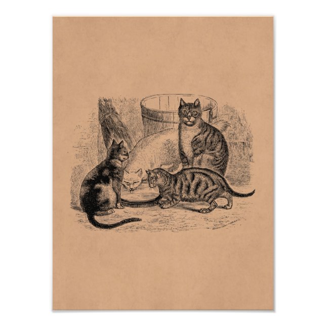 Vintage Barn Cats 1800s Cat Illustration-mall Fototryck (Framsidan)