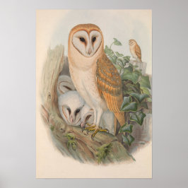 Vintage Barn Uggla Bird Poster