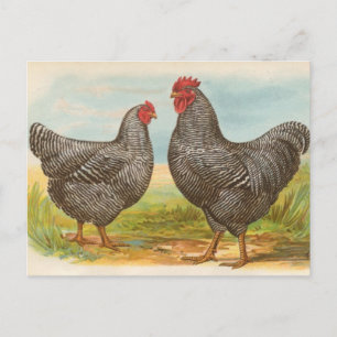 Vintage "Barred Plymouth Rock Kycklingar" vykort