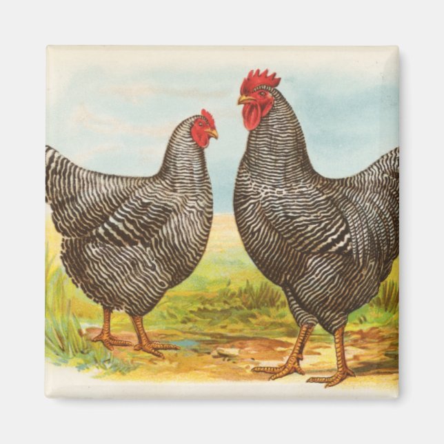 Vintage Barred Plymouth Sten Chickens Magnet (Framsidan)