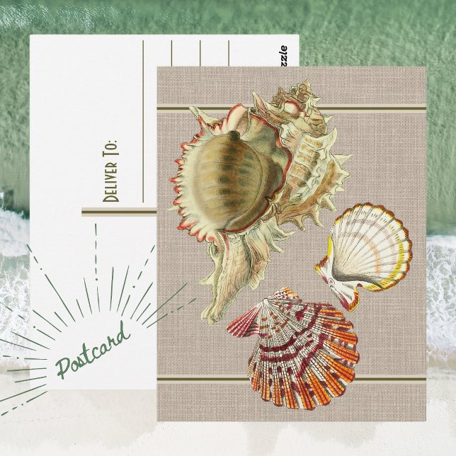 Vintage Beach Sjöskal Postkort Vykort (Vintage Beach Seashell Postcard)