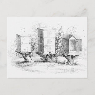 Vintage Bee Boxes Honung Vykort