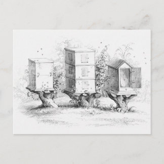 Vintage Bee Boxes Honung Vykort