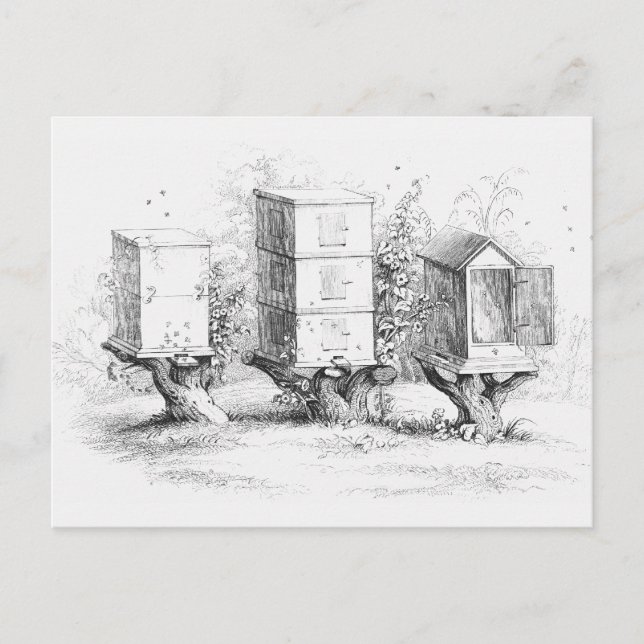 Vintage Bee Boxes Honung Vykort (Framsida)