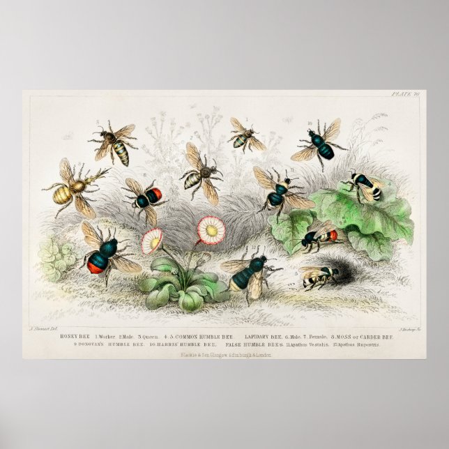 Vintage Bee Illustration Poster (Framsidan)