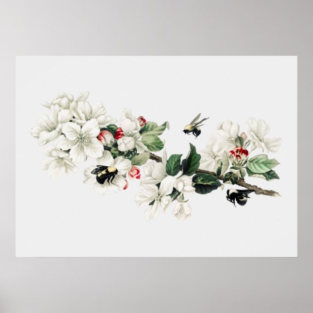 Vintage Bee Illustration Poster (Framsidan)