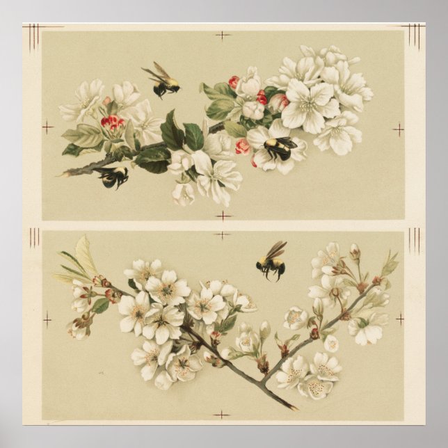 Vintage Bee Illustration Poster (Framsidan)