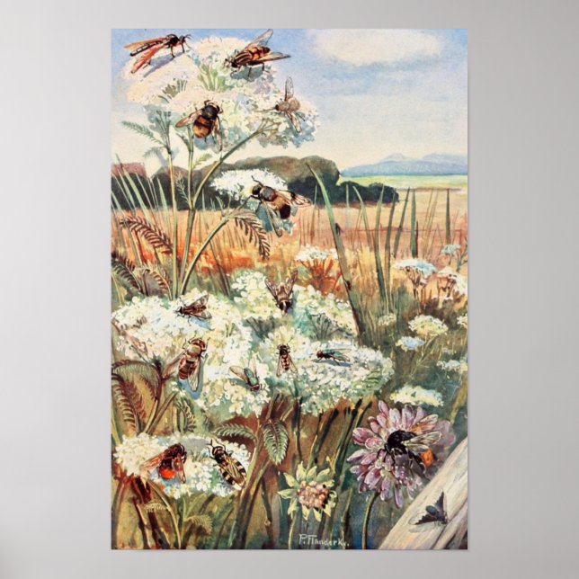 Vintage Bee Illustration Poster (Framsidan)