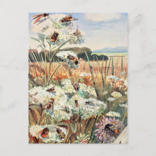 Vintage Bee Illustration Vykort