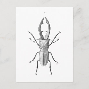 Vintage Beetle illustration Card Vykort