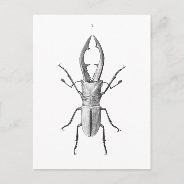 Vintage Beetle illustration Card Vykort (Framsida)