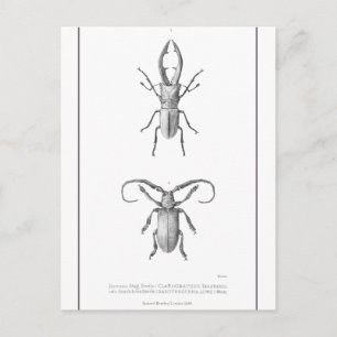 Vintage Beetle illustration Card Vykort