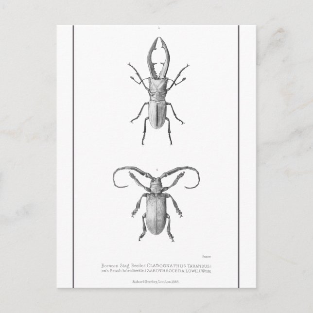 Vintage Beetle illustration Card Vykort (Framsida)