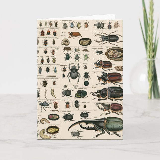 Vintage Beetle-illustration Kort (Framsida)