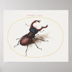 Vintage Beetle-illustration Poster
