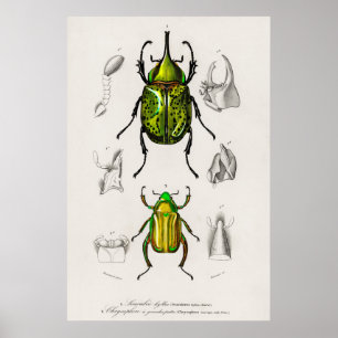 Vintage, beetle, illustration poster