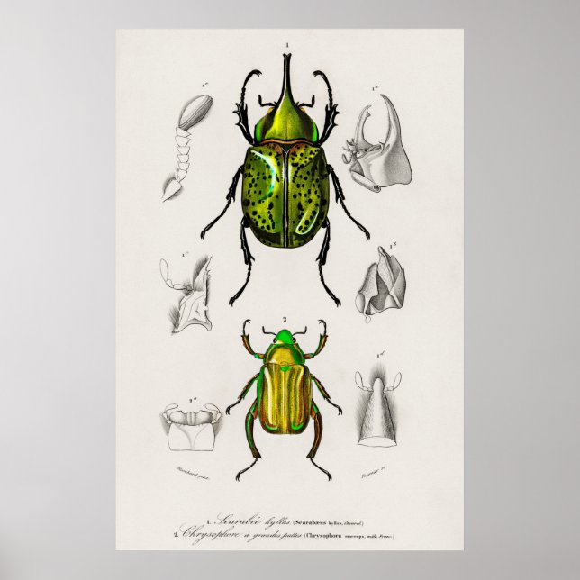Vintage Beetle-illustration Poster (Framsidan)