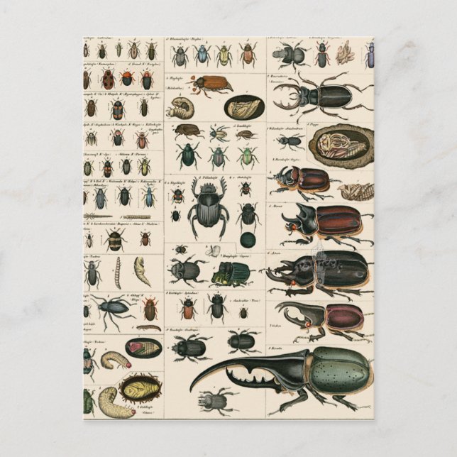 Vintage Beetle-illustration Vykort (Framsida)