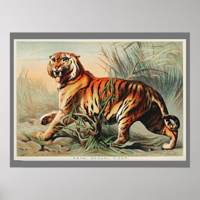 Vintage Bengal Tiger Illustration Art Old Antique Poster (Framsidan)