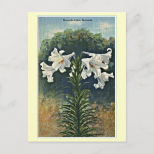 Vintage Bermuda Lilies, Bermuda Vykort