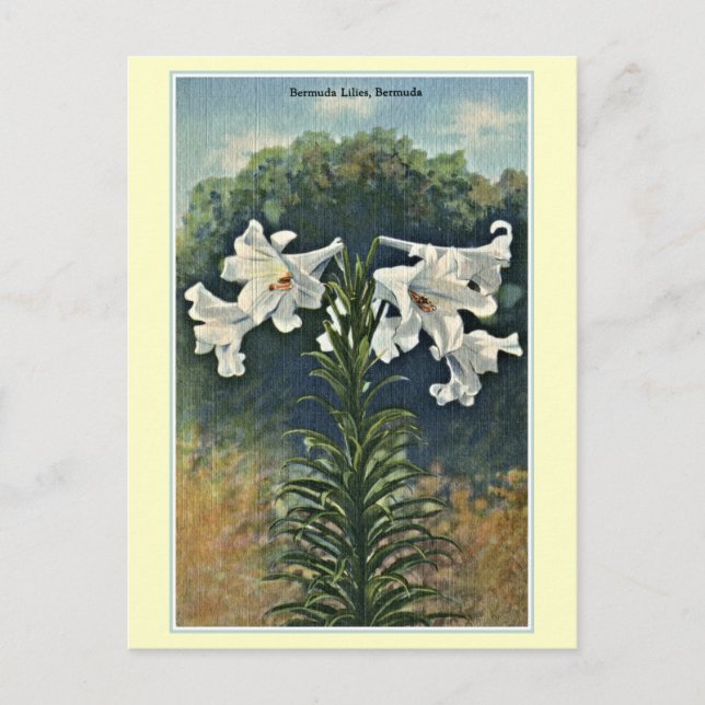 Vintage Bermuda Lilies, Bermuda Vykort (Framsida)
