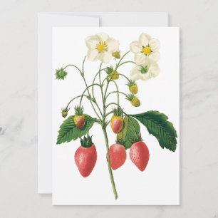 Vintage Berries Jordgubbar från Redoute-inbjudan