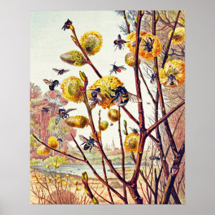 Vintage Bes Insektra Vår Willow Blommar Small Poster