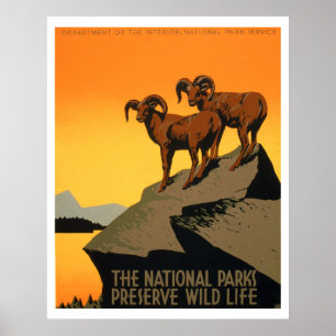 Vintage Bevara Wildlife Poster