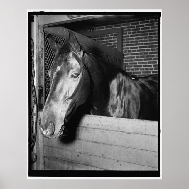 Vintage Billy the Horse Poster (Framsidan)