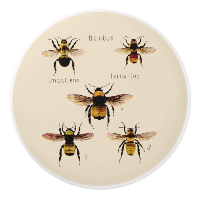 Vintage bin knopp (Framsidan)