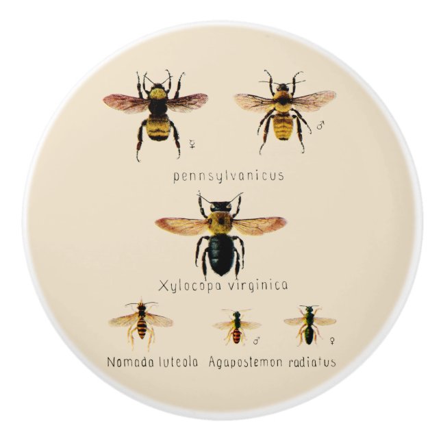 Vintage bin sex knopp (Framsidan)