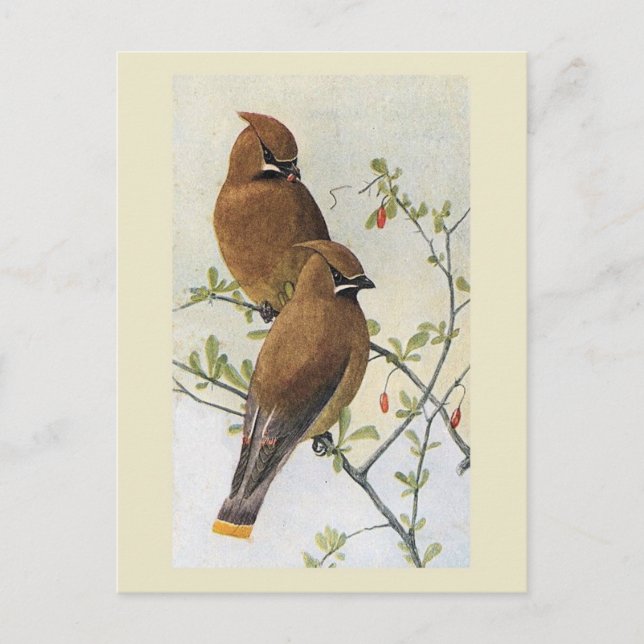 Vintage Bird 01 Waxwing Vykort (Framsida)