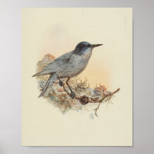 Vintage Bird Blue Speckled Print Poster