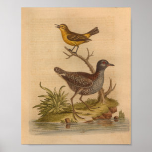 Vintage Bird Brown-Gult Skriv ut Poster