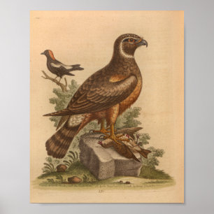 Vintage Bird Brown Hawk Skriv ut Poster