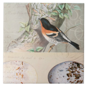 Vintage Bird Collage Egg botaniskt skript Ephemera Kakelplatta