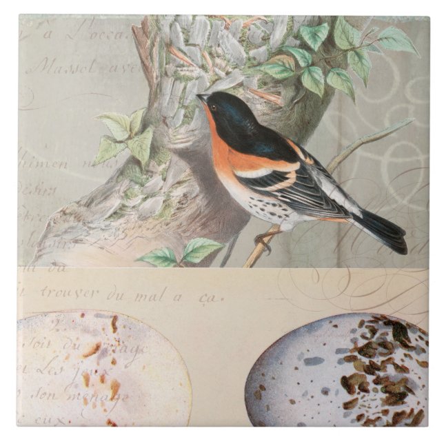 Vintage Bird Collage Egg botaniskt skript Ephemera Kakelplatta (Framsidan)