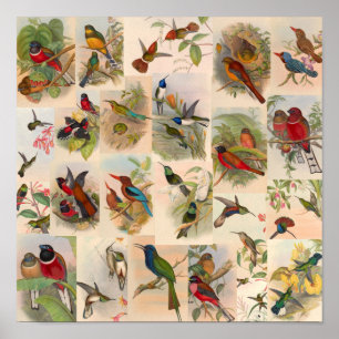 Vintage Bird Collage Hummingbird Art Red Poster