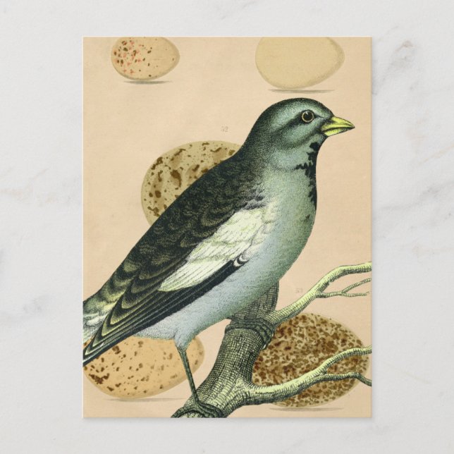 Vintage Bird Digital Art Vykort (Framsida)