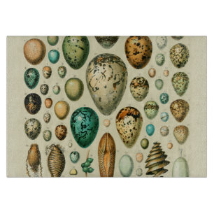 Vintage Bird Eggs Fransk Fish Egg Art