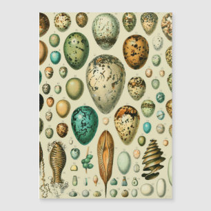 Vintage Bird Eggs Fransk Fish Egg Art