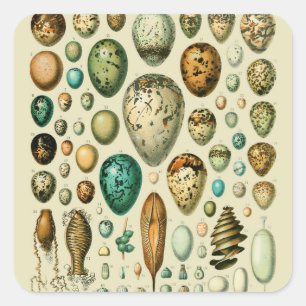 Vintage Bird Eggs Fransk Fish Egg Art Fyrkantigt Klistermärke