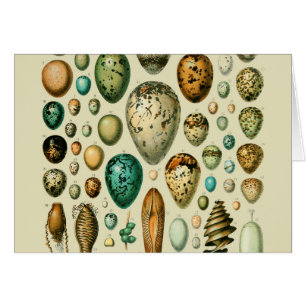 Vintage Bird Eggs Fransk Fish Egg Art Hälsningskort