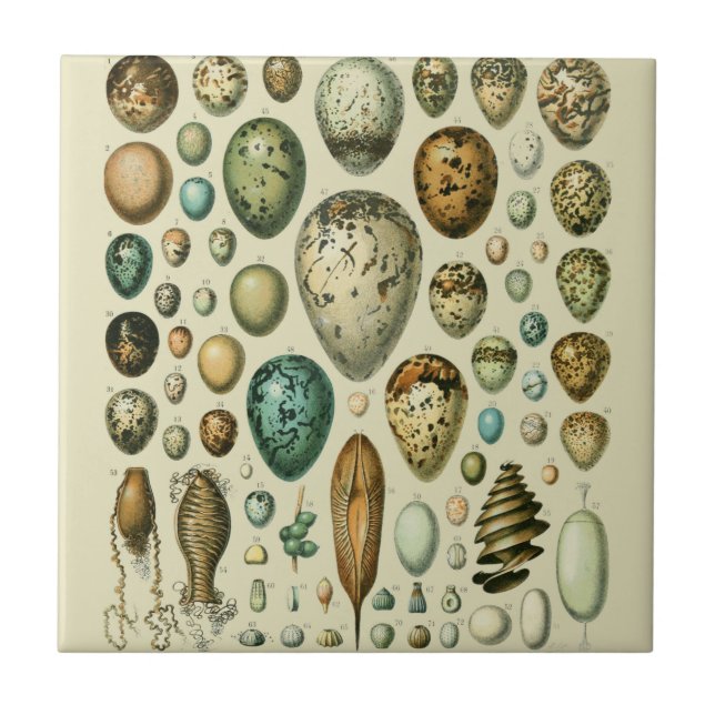 Vintage Bird Eggs Fransk Fish Egg Art Kakelplatta (Framsidan)