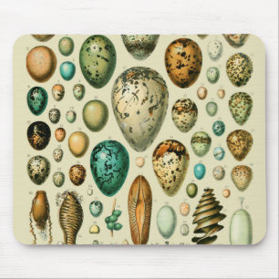 Vintage Bird Eggs Fransk Fish Egg Art Musmatta