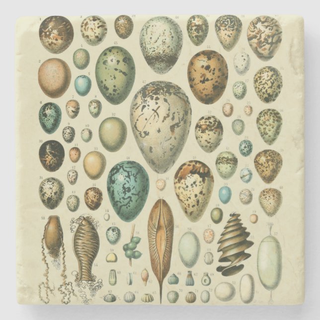 Vintage Bird Eggs Fransk Fish Egg Art Stenunderlägg (Framsidan)