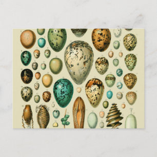 Vintage Bird Eggs Fransk Fish Egg Art Vykort