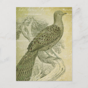 Vintage Bird Grönt Feathers Peacock Collage Vykort