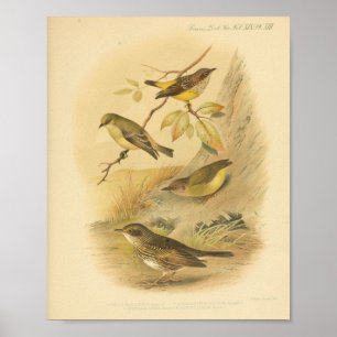 Vintage Bird Gult Brown Skriv ut Poster