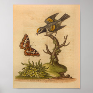 Vintage Bird Gult Grått Print Butterfly Poster